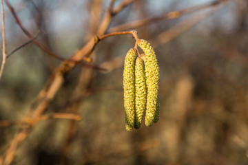 A close up of catkins on a tree in winter, with a shallow depth of field