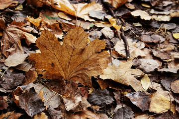 Yellow and brown various fallen leaves background with big maple leaf