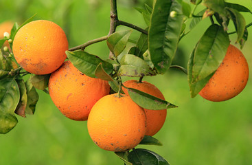 Ast eines Orangenbaums mit Früchten