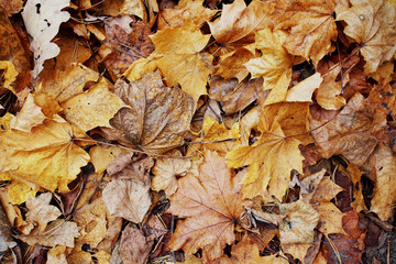 Yellow and brown various fallen leaves background