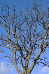Tree Branches and Blue Sky 2030-040
