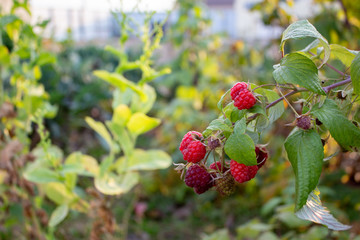 remantem raspberries bear fruit in late autumn