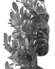 Double exposure of a young handsome man’s portrait blended with leaves, showing the perfect...
