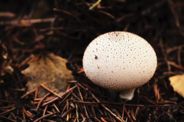 White round mushroom on dry fallen pine needles background