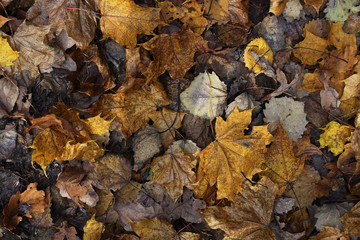 Yellow and brown various fallen leaves background