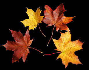 Autumn maple tree leaves isolated on black background