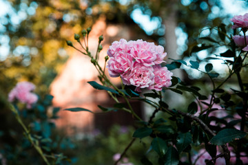 Roses are pink on a bush in a garden. A sort The Fairy.