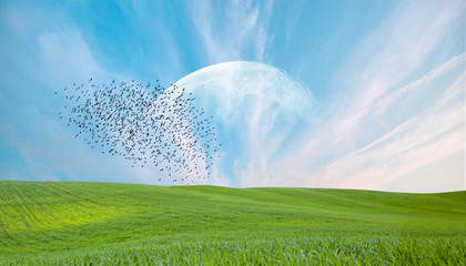 Obraz na płótnie Canvas Birds silhouettes flying over green grass field against full moon 
