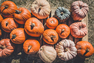 Variety of pumpkins for sale