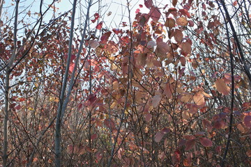 Fototapeta premium autumn foliage in the sunlight