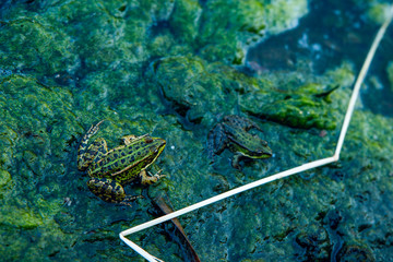 Frog in the dirty pond water of a lake