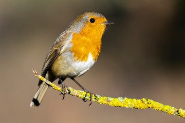 European robin (Erithacus rubecula). Portrait of the bird perched on a branch. Nature wild life scene. Spain