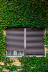 window with shutters