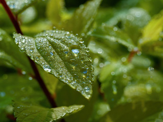 in the park dew drops on green leaf