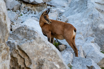 Rebeco, Rupicapra rupicapra, on the rocky hill of Picos de Europa, Spain. Wildlife scene in nature.