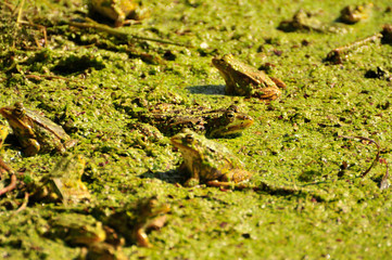 green frog in a pond