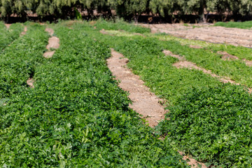 Fototapeta na wymiar Growing parsley in garden beds