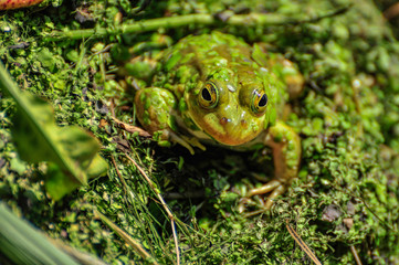 green frog in a pond