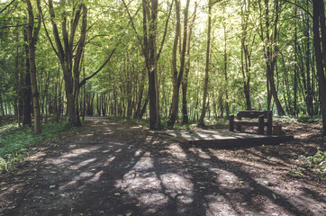 Old wooden bench in the park on a sunny day in a darkness among green trees. Park for walks