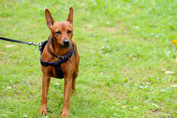 Miniature Pinscher on the grass