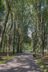 Bench in the park among green trees. Park for walks