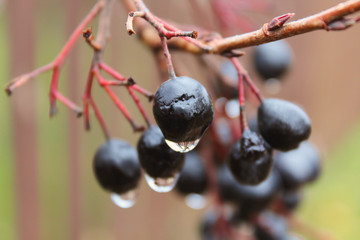 Wet black mountain ash on a branch. Close-up. Background. Scenery.
