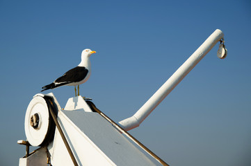 Seagull is sitting on the ship equipment on the blue sky background