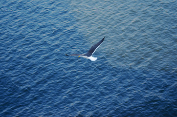 Seagull flying over sea