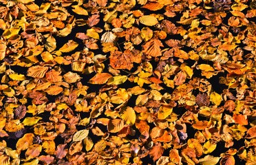 many yellowed leaves on the water of the lake