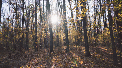 Obraz premium Park autumn trees and fallen autumn leaves in city park in autumn day. Autumn colorful landscape - autumn trees and orange fallen autumn leaves on the ground.