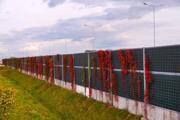 Noise barriers at the highway overgrown with Virginia Creeper. Autumn.