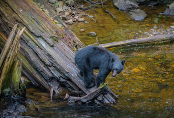 Alaska Black Bear on a log fishing for salmon along a stream