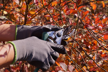 Autumn garden cleaning. Cutting blueberry branches, forming a bush.