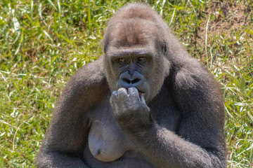 a silverback gorilla resting in a meadow