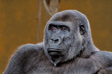 a silverback gorilla resting in a meadow