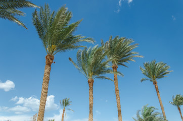 Obraz premium Palm under the sun against the background of the blue sky. Natural landscape