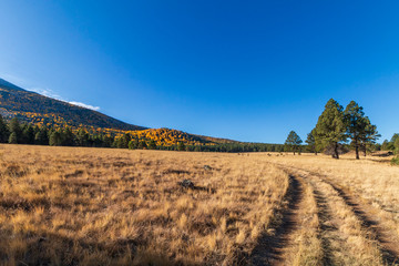 Fototapeta premium Forest Road through meadow In the Fall Near Flagstaff, AZ