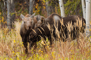 Mother moose with calves in high grass in Alaska