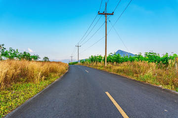 Fototapeta premium Road with tree rubber plantation nature in sunlight
