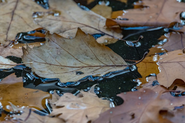 dead leaf floating on the surface
