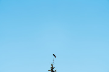 Raven sitting on the top of the tree with blue background