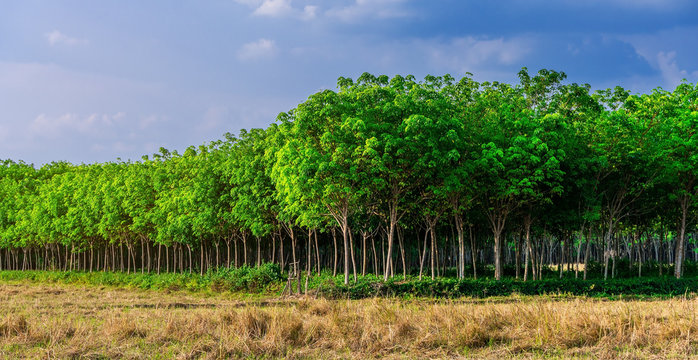 Panorama latex rubber plantation or para rubber tree in southern Thailand