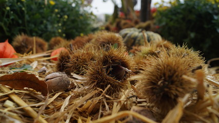 Kastanien und K&uuml;rbis