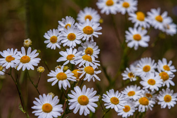 White flowerhead of almutaster pauciflorus in meadow in Colorado