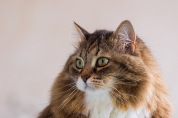 Beauty pet of siberian cat in relax indoor