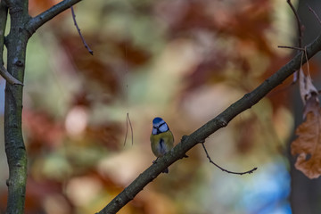 a tit on a branch