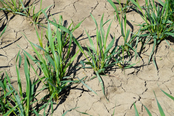 Stalks of young wheat in the field, winter wheat