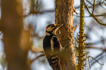 great spotted woodpecker on a tree trunk