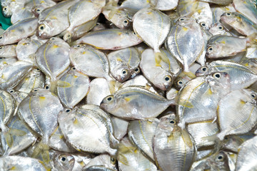 A lot of small fish for sale. Fish shop. Various fish on the counter.