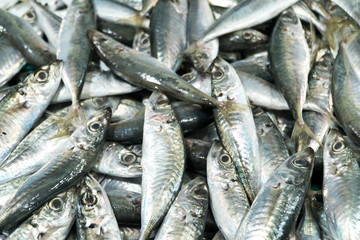 Sprat on the counter. A lot of small fish for sale. Fish shop.